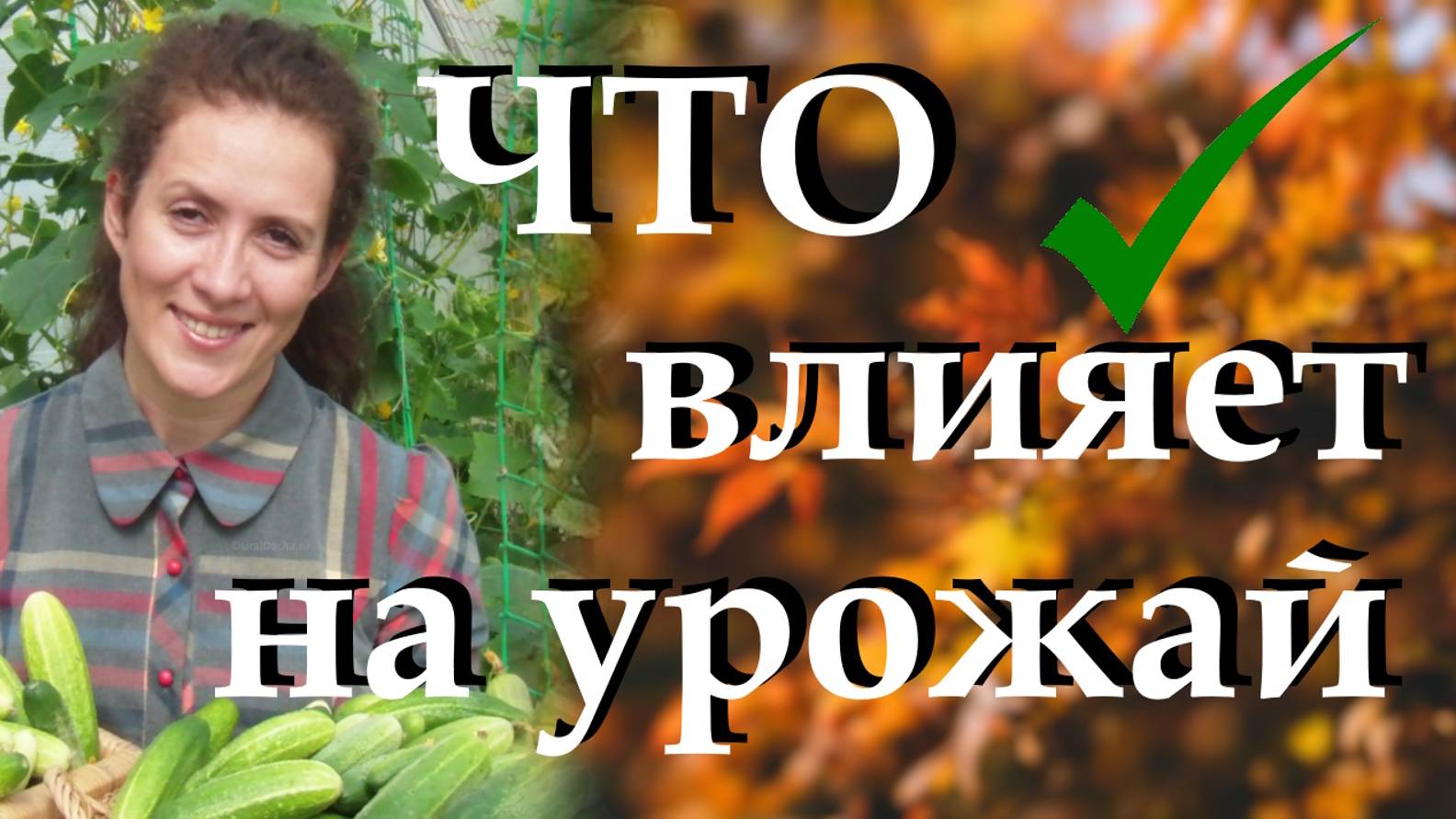 Узнаем, что влияет на хороший рост огурцов. Обзор сортов и гибридов, которые дают богатый урожай