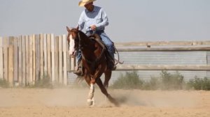 For Sale 2008 AQHA Reining and Reined Cowhorse Stallion