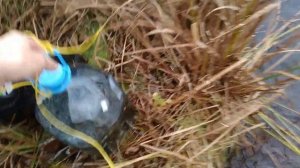 Как сохранить живца до зимы .How to preserve live bait until winter .