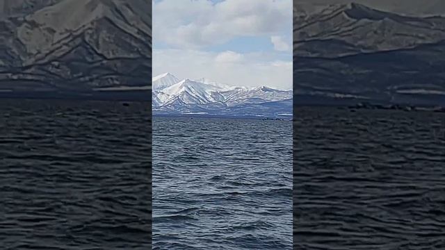 Сивучи в Авачинском заливе. Петропавловск-Камчатский.