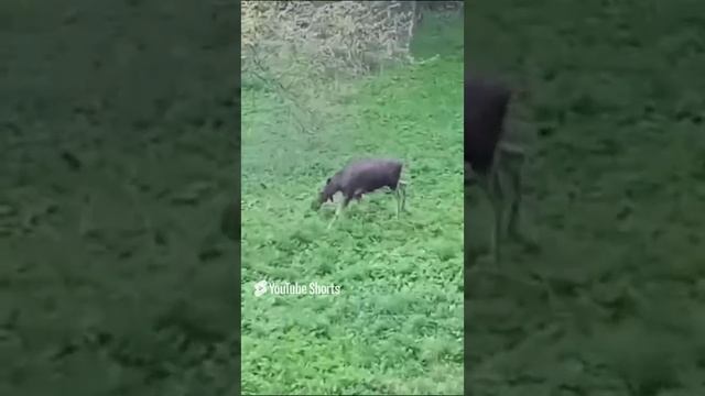 Молодая лосиха выходит на солонец в 15 метрах от меня. смотреть онлайн