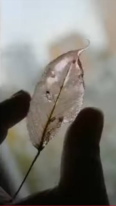 Хрустальные листья для декора. Рецепт от @galaart_cake 🍂