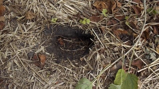 137 Краткие рекомендации по отлавливанию кротов. смотреть онлайн