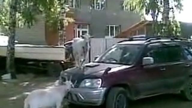 Коза на Хонде смотреть онлайн