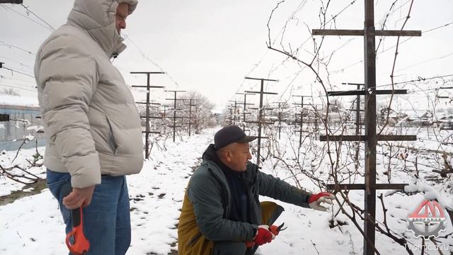 Обрезка винограда электрическим секатором Творница @ZubtsovSergey