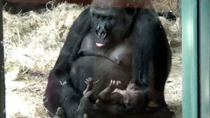 4 Day Old Male Baby Gorilla with Mother @ Lincoln Park Zoo Chicago May 15 2019