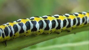 ГУСЕНИЦЫ: Cucullia lactucae (Капюшонница Салатная)