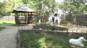 ВЛОГ Едем в парк Солнечный остров Сафари Парк