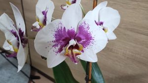 Орхидея Meidarland Pink Magpie 907 (Розовая сорока) или Scorpio. Летнее цветение в 2024 году.