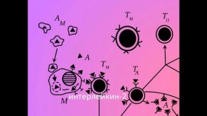 Иммунитет. Часть 3: иммунный ответ и "Как все это происходит"