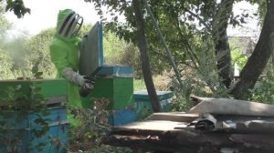 Сколько стоит завести Пасеку в 2024г. Пчеловодство для начинающих