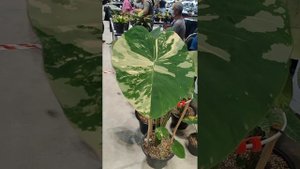 Колоказии на выставках в Бангкоке