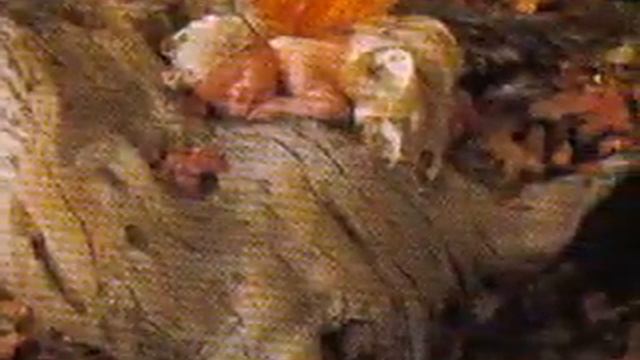 Premature baby loss awareness Gone too soon, little princess смотреть онлайн