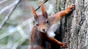 Все хотят есть и "Белка" спустилась за орешком, кормушках / The squirrel went down for a nut/