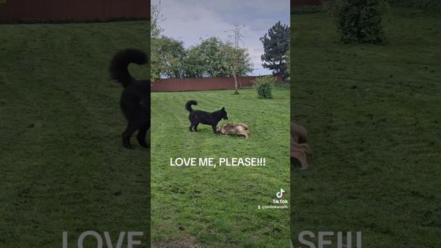 Lemon and Ka-le #tamaskan #dog #tamaskanuk смотреть онлайн