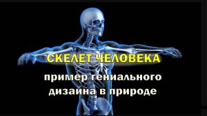 Скелет человека как пример гениального дизайна в природе