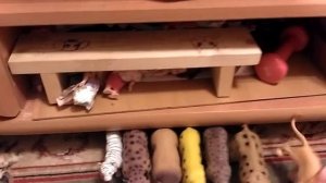 Моя коллекция диких кошек