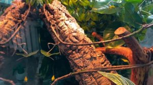 Оформление террариума для йеменского хамелеона