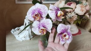 Орхидея фаленопсис Acker's Sweetie. Новинка в моей коллекции.