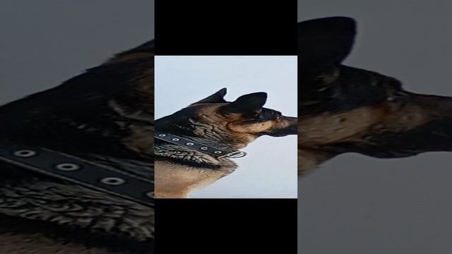 Пес