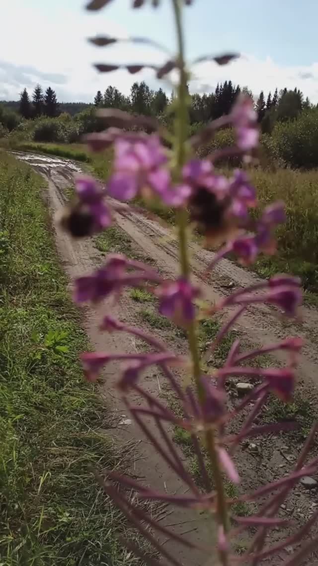 Шмели кушают Bumblebees eat