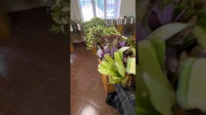 Обзор поставки неорегелий S14 июнь 2024