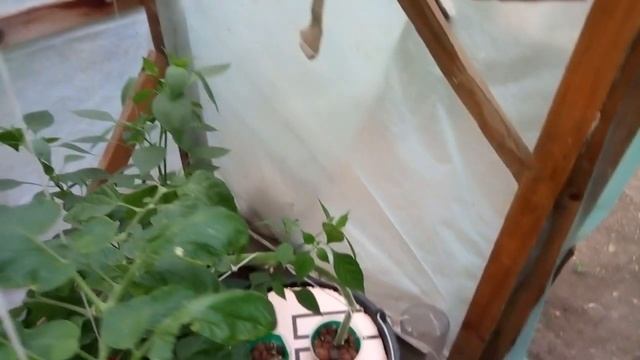 Выращивание томата в ведре - подробно __ питательный раствор, дефициты веществ и болезни 2022г