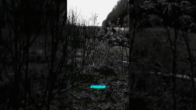 Дорога за ленту смотреть онлайн