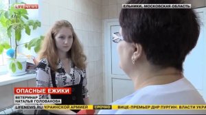 В Подмосковье обнаружены бешеные ежики