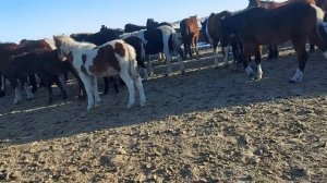 Жизнь в селе#Казахстан#Сходили в табун.