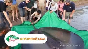 Существа Марианской Впадины, Которые Страшнее Мегалодона