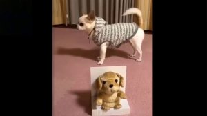 2  Cute And Funny Pets Try Not To Laugh To These Pet