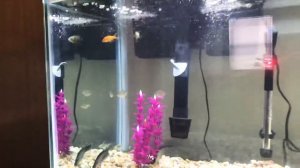 70 Gallon First Predator Tank Aquarium ! Jaguar Cichlids red tail catfish peacock Bass & More!