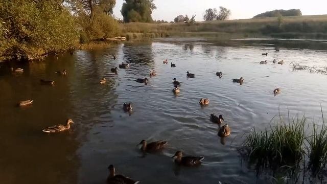 DUCK. Кря! КРЯ,КРЯ!