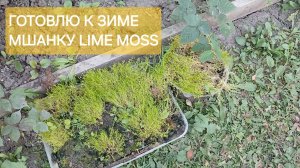 Прикапываю и утепляю лапником сортовую мшанку lime moss