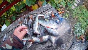 ОКУНЬ НА  ВИБРОХВОСТ