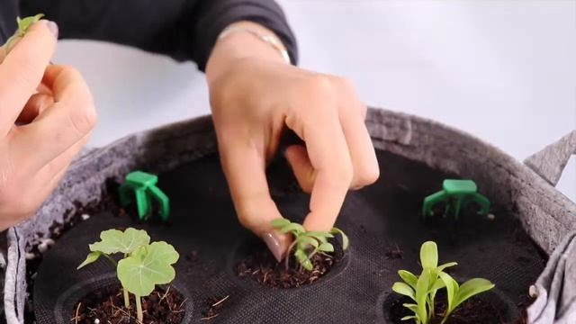 How to Thin Moskvitch Tomatoes смотреть онлайн