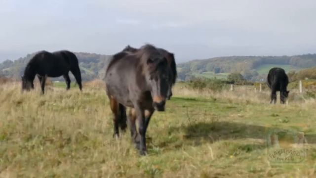 Horses Eating Grass - Farm Animals (Pets Animals) Flashcards For Kids