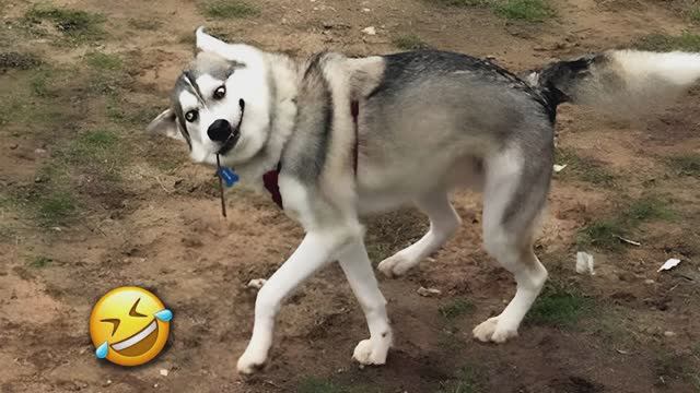 Лучшие смешные видео с животными 2024 😬 Смешные собаки и Кошки заставят вас безудержно СМЕЯТЬСЯ