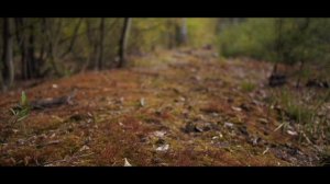 PANASONIC LUMIX DMC-GH3 20mm f1.7 | BOYA BY-MM1 | IMOVIE | TEST #GH3