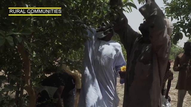 Africa's Great Green Wall In Sahara Desert | Epic Battle Against Desertification, Greening the Sahe смотреть онлайн