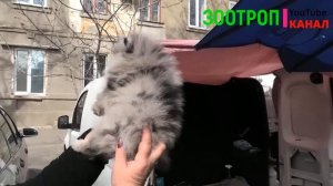 Собачий рынок Одесса. Староконный базар. Щенки. Собаки. Сова. Продажа собак. Птичий. топ 5. #зоотро