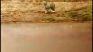 Animal Face Off - Anaconda vs. Jaguar