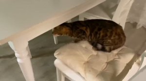 VLOG Карманные деньги АЛИСЫ ! ПРИЕХАЛ любимый муж! Как же мы жили неделю без Лёши ?