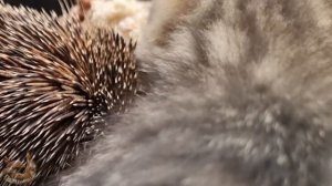Бесстрашный, дикий ёжик решил стать домашним питомцем #ёжик #hedgehog