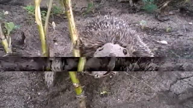 жизнь ежа