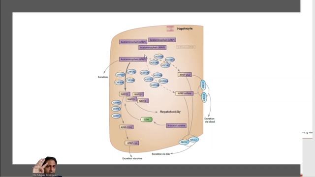 Analgésicos y Antipiréticos смотреть онлайн