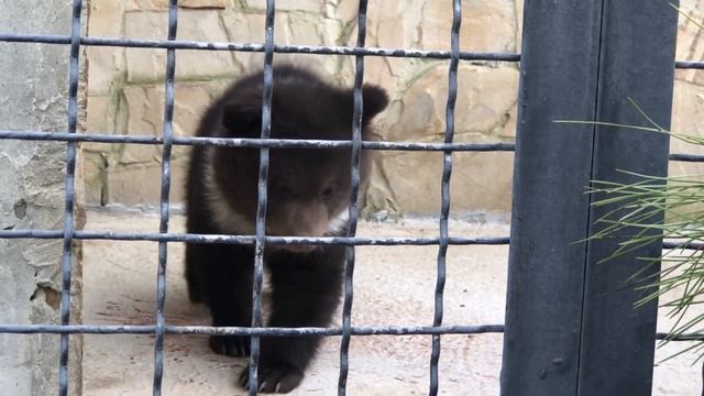 Игры маленьких медвежат в парке Тайган 31 03 2018 смотреть онлайн