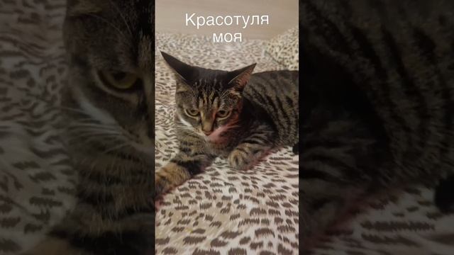 на леопардовой простыни