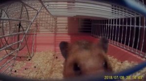 сирийский хомяк -чистит шерсть хомяк купается и прикольно кувыркается